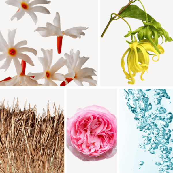 Duftnoten: Jasmin, Ylang-Ylang, Vetiver, Zentifolie, Aldehyd